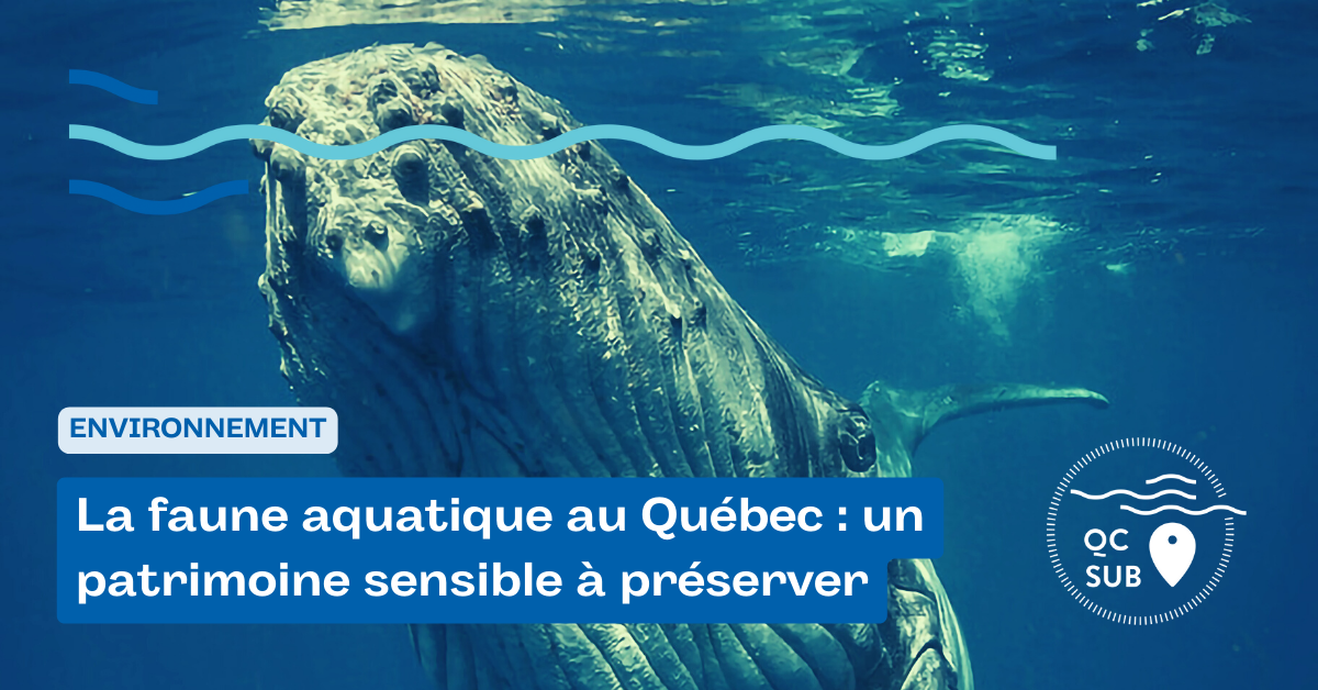 La faune aquatique au Québec : un patrimoine sensible à préserver