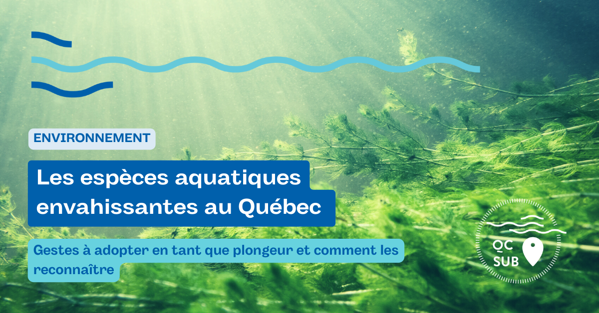 Les espèces envahissantes aquatiques au Québec : les gestes à adopter et comment les reconnaître
