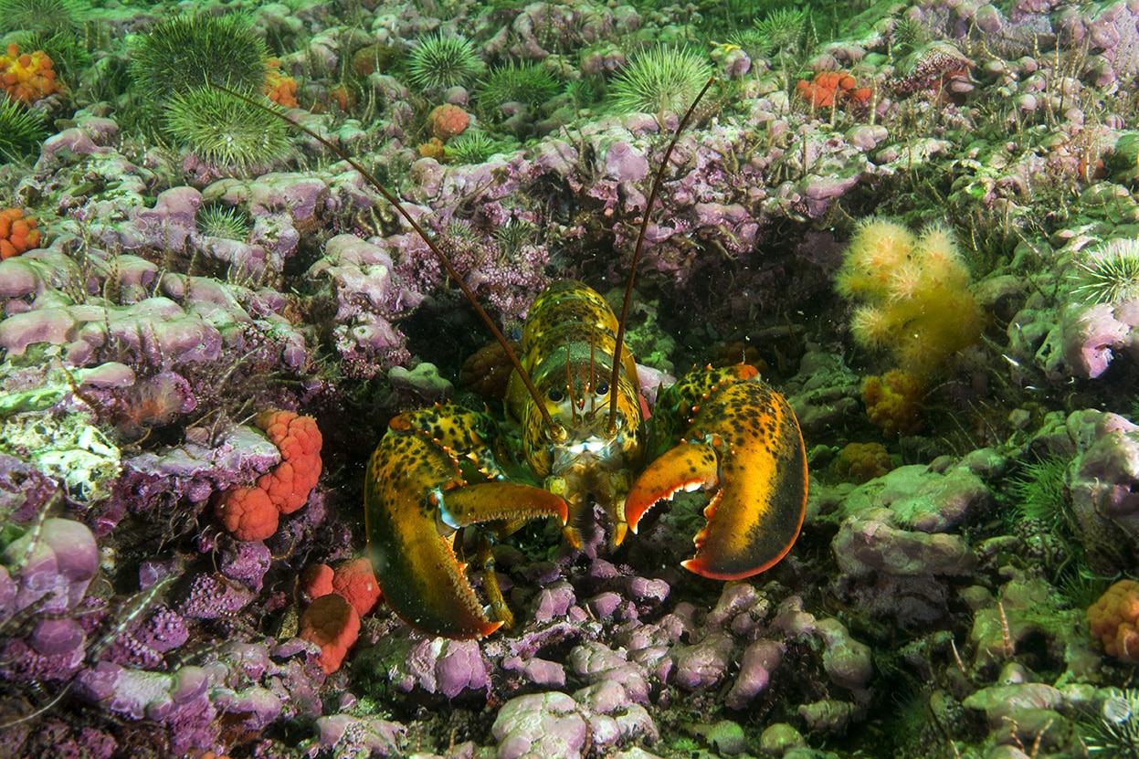 Plonger en Gaspésie – îles de la Madeleine