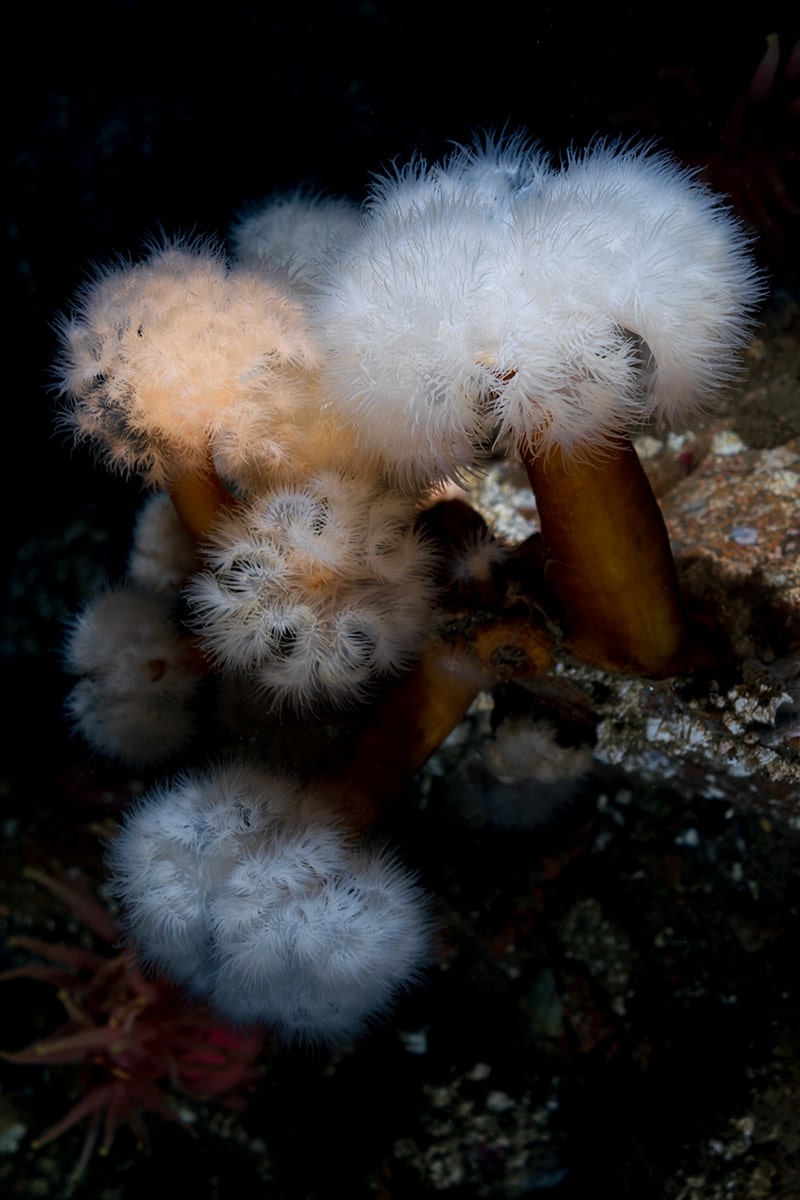 Les Escoumins dive base: Frequently asked questions (FAQ)