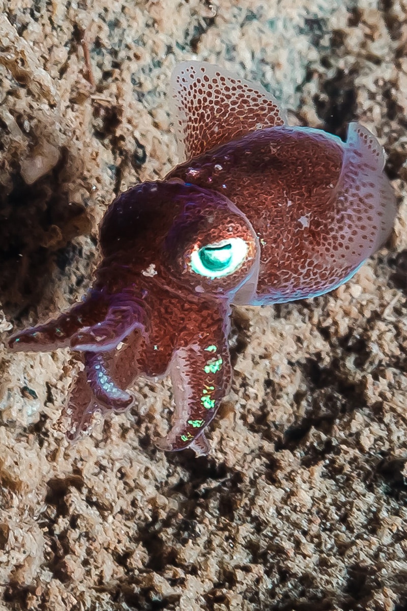 FAQ – Les Escoumins dive base