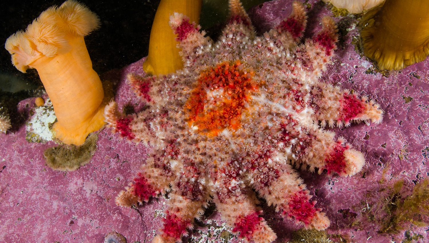Les Escoumins dive base reservation