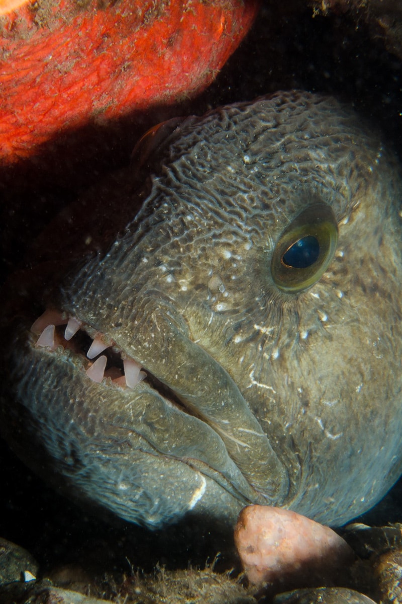 Les Escoumins dive sites