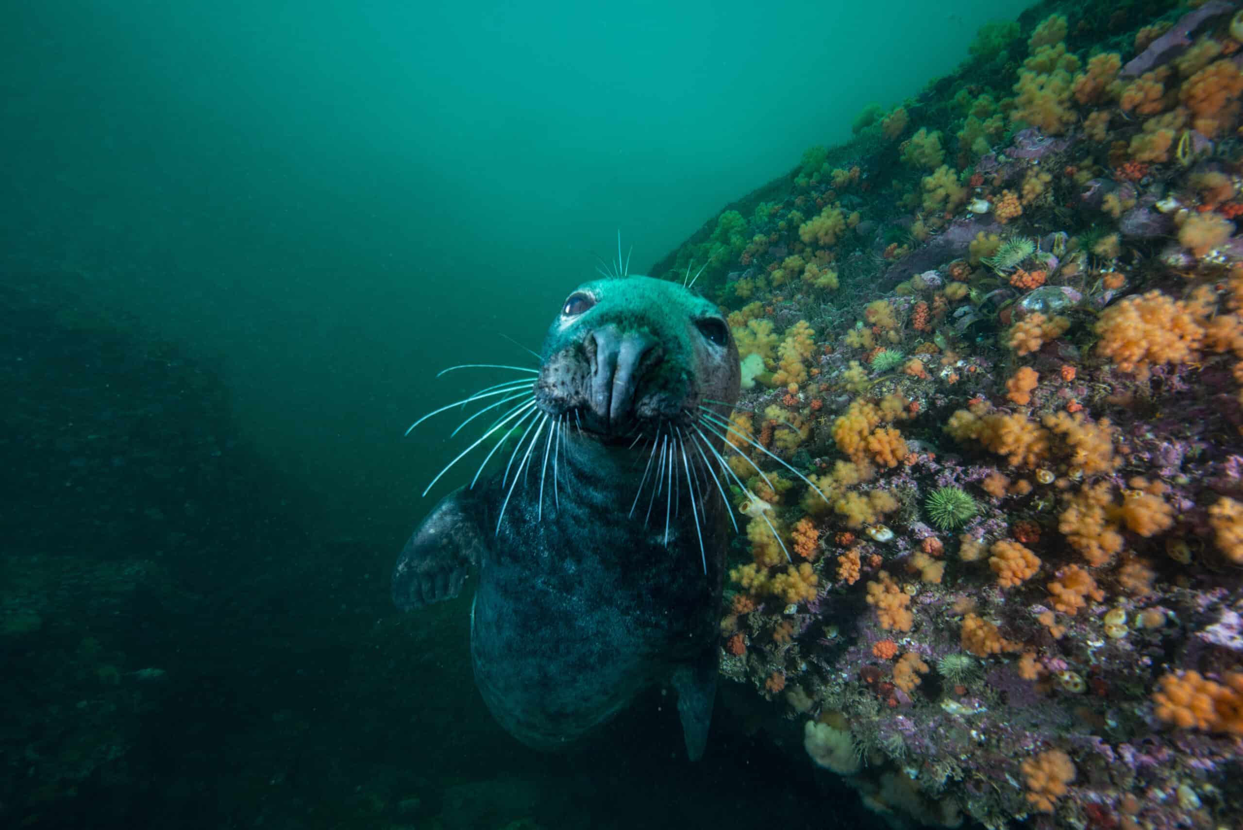 Plongée sous-marine en eau salée