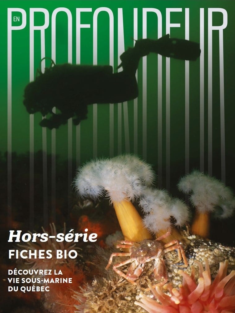 ndeur magazine – Volume 22 special edition
