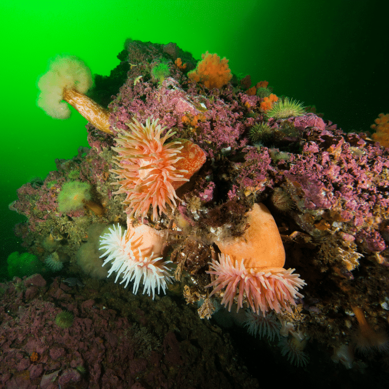 Québec Subaquatique plays a key role in the development of underwater activities in Québec
